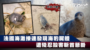 法國有海豹遭殘忍殺害。