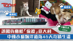 一隻中國小貓誤闖貨櫃船，經過至少45天飄洋過海至意大利，被當地海關人員發現牠被困在一個貨櫃裡獲救。