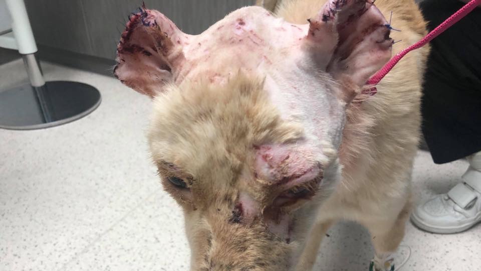 「晴晴」在城大動物醫療中心留醫完成耳朵縫針手術。（「毛孩守護者」提供圖片）