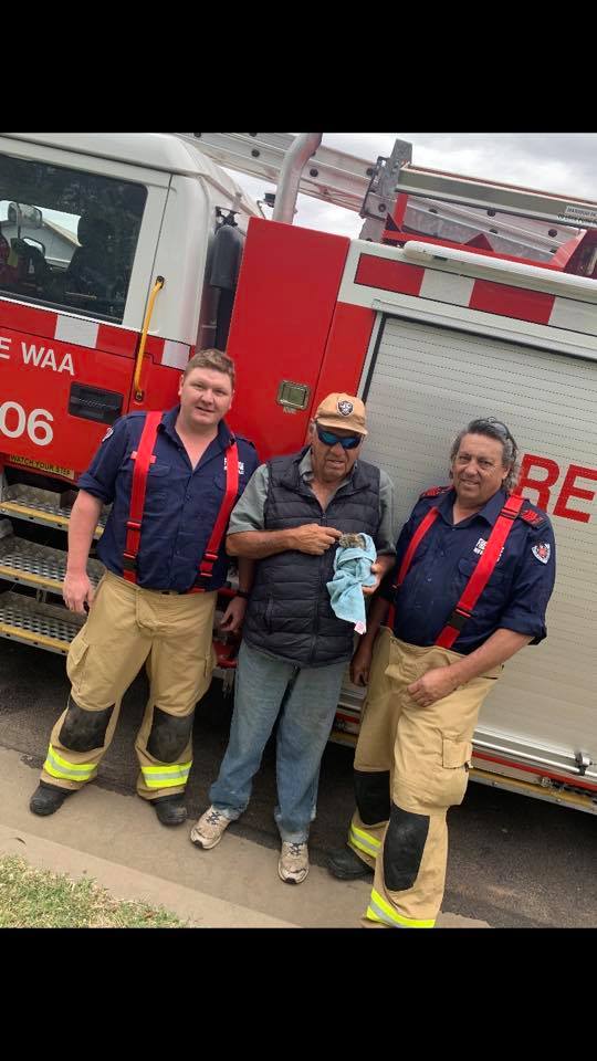 小貓現已被領養，找到一個新家庭重過新生。（圖片來源：Fire & Rescue NSW Station 506 Wee Waa's Facebook）