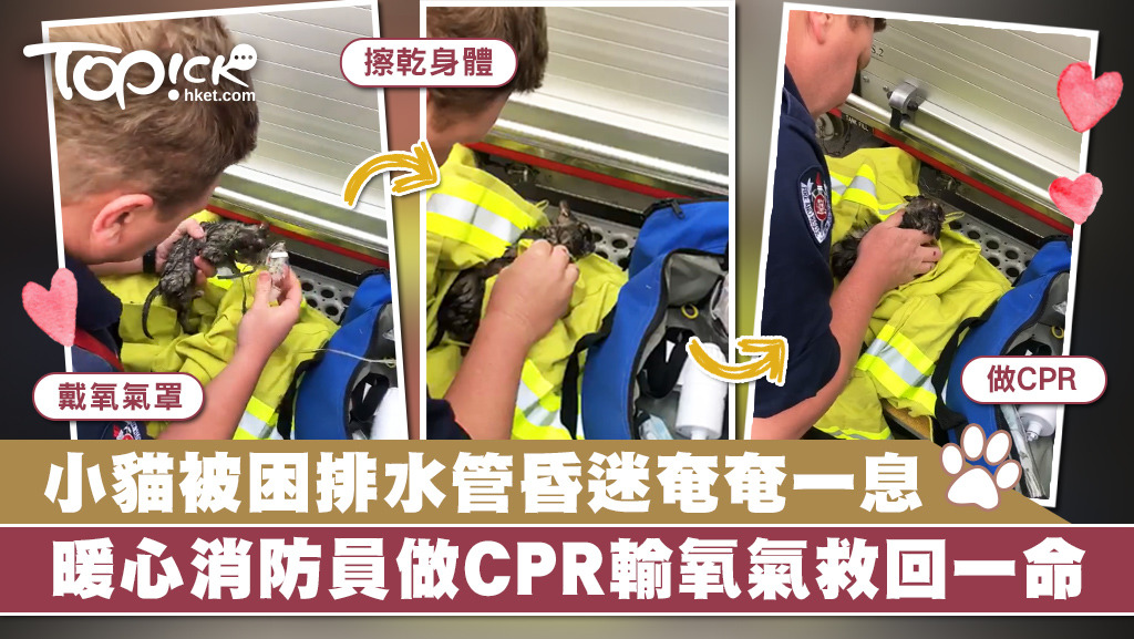 澳洲有消防員日前為一隻奄奄一息的小貓做CPR、輸氧氣，最終成功救回牠。