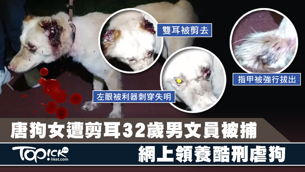晴晴被救後，經獸醫檢查，證實其雙耳被剪去、左眼被利器刺穿失明、鼻頭被割傷、後肢有新舊骨折、韌帶創傷、多隻指甲被強行拔出或剪斷。（毛孩守護者提供相片）