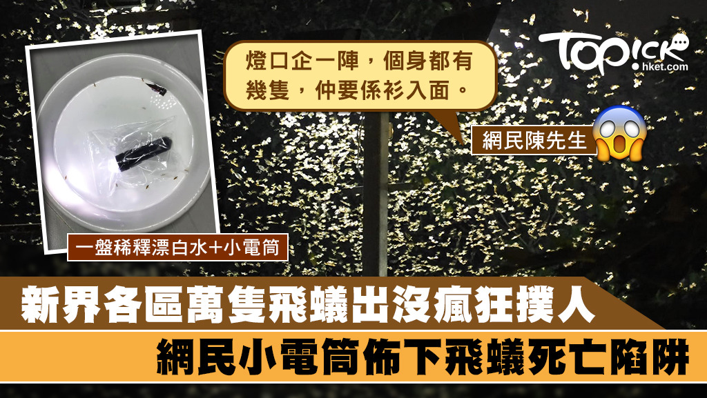 暴雨前夕飛蟻出沒，有網民智用小電筒捉入屋飛蟻，以防變成白蟻。