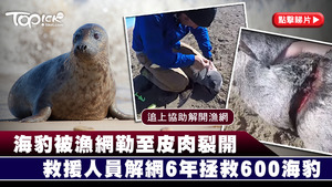 有好心人發現大量海豹被漁網纏住並被勒傷，6年來幫助逾600隻海豹解網。