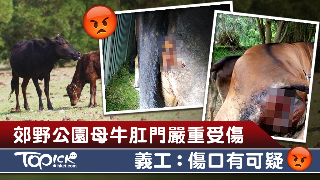城門水塘郊野公園有一隻母牛前日被發現肛門位置嚴重受傷。