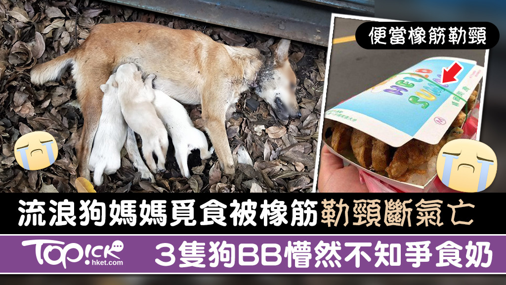 流浪狗媽媽被便當橡筋勒頸一年多，近日斷氣身亡，可憐狗BB仍依偎媽媽啜奶。