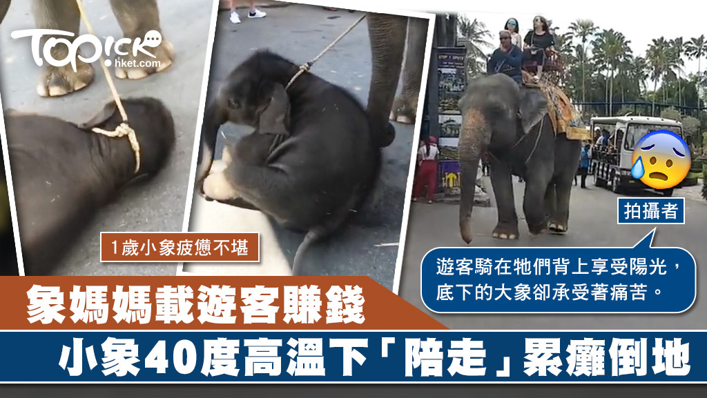 1歲象BB陪象媽媽在40度高溫下工作。