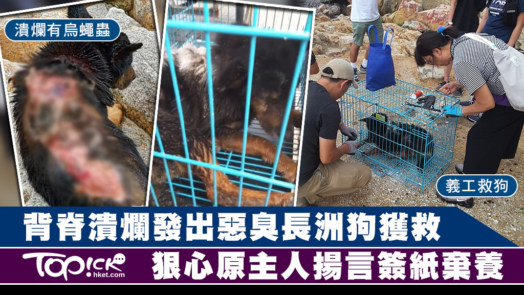 長洲有流浪狗嚴重受傷，現已獲救。