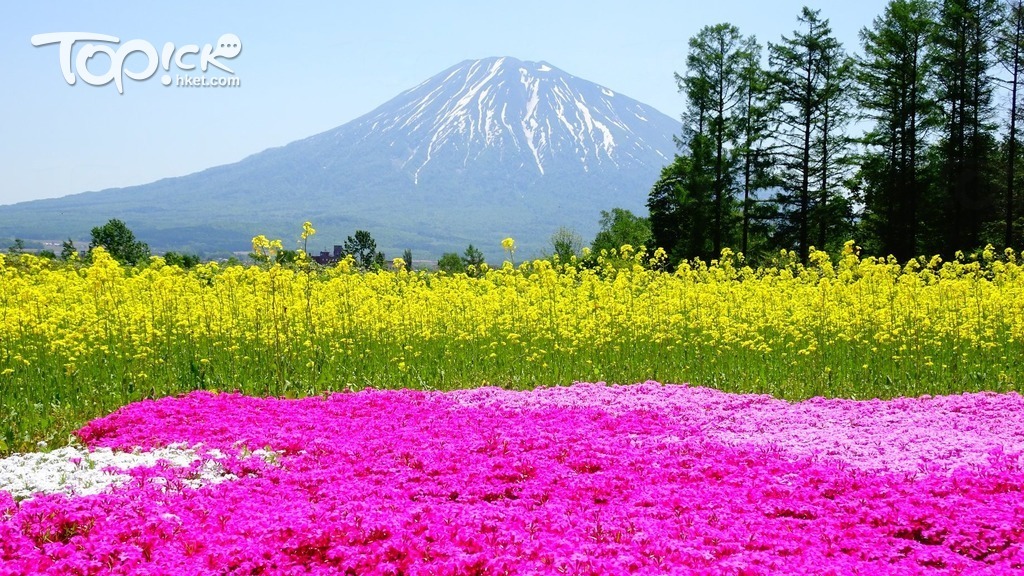 日本北海道的「三島先生的芝櫻庭園」現正滿開，預計花期至6月中。