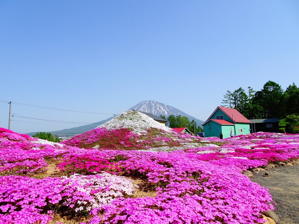 「三島先生的芝櫻庭園」已是當地的著名國內觀光熱點。（相片：FB「倶知安観光協会」）