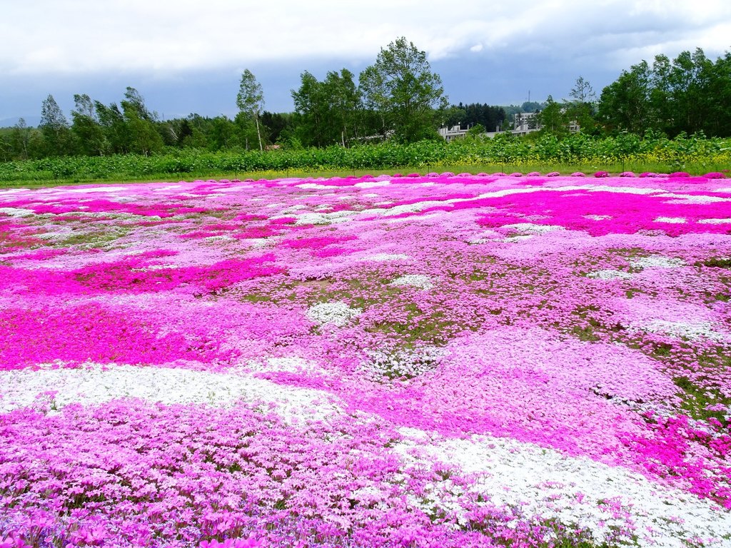 庭園面積達4000平方米，芝櫻遍地開花，尤如一張七彩繽紛的地氈。（相片：FB「倶知安観光協会」）