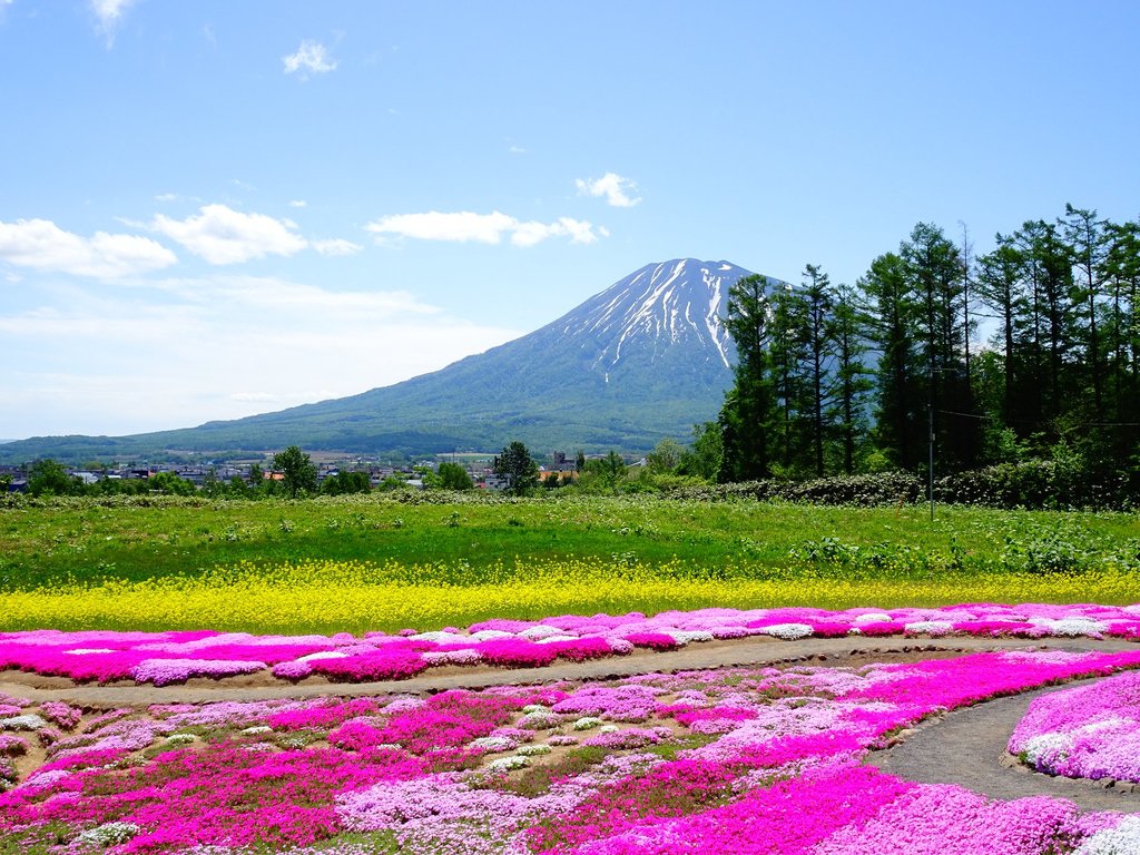 庭園的背後有一覽無遺的殘雪羊蹄山，可媲美富士山！（相片：FB「倶知安観光協会」）