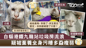 早前，有一隻白貓疑被棄或走失流落港鐵站。