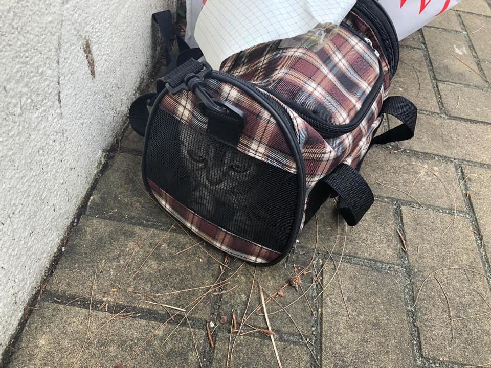 可憐貓咪被主人棄至街頭。（圖片來源：Cindy Sung @ Facebook）