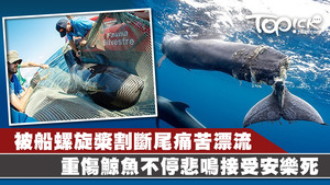 一條鯨魚被發現拖著尾鰭在海洋中痛苦漂流和爭扎，傷勢更嚴重得要接受安樂死。