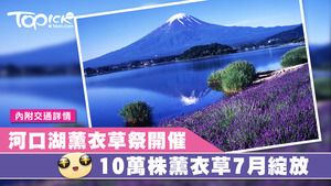 日本河口湖舉辦薰衣草祭，預計7月10萬株薰衣草將滿開。