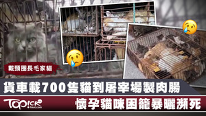 南京警方截查一輛載有約700隻貓到屠宰場製肉腸的貨車。