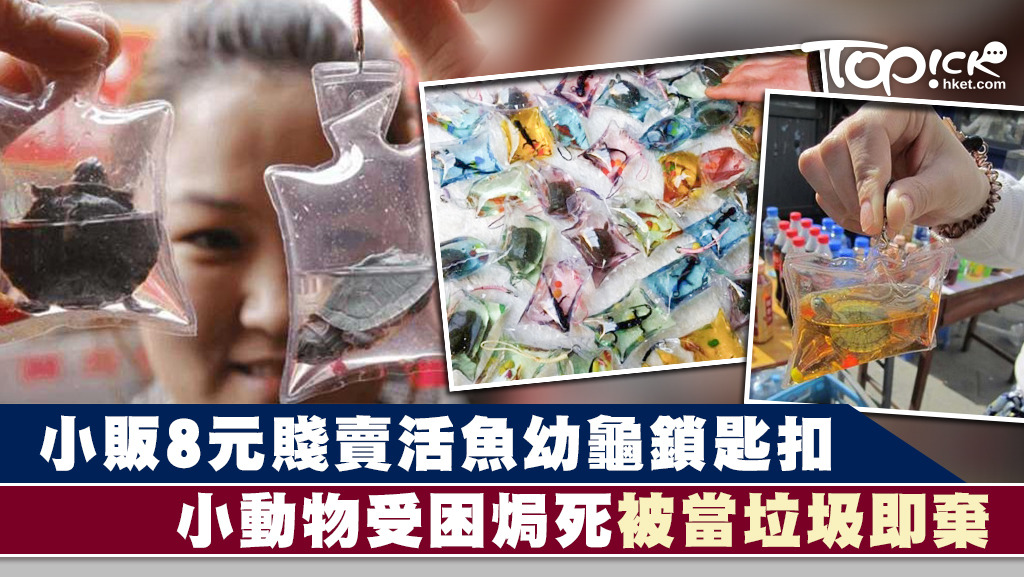 有小販將活魚、幼龜等小動物裝進鎖匙扣包去販賣，令牠們受困、被焗死，甚至被人買完當垃圾丟棄。