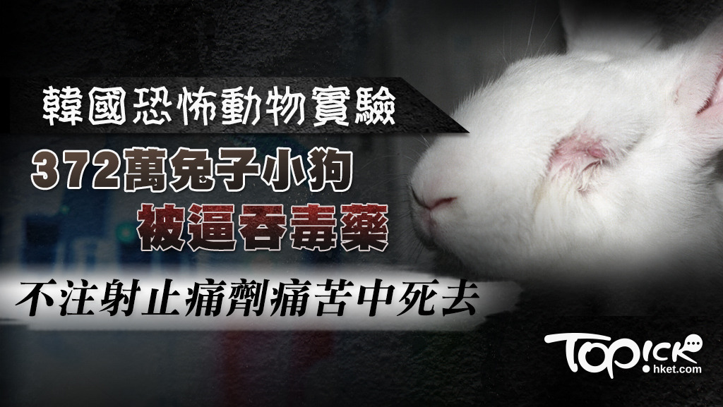 韓國去年有多達372萬隻動物用作動物實驗，是破紀錄新高。