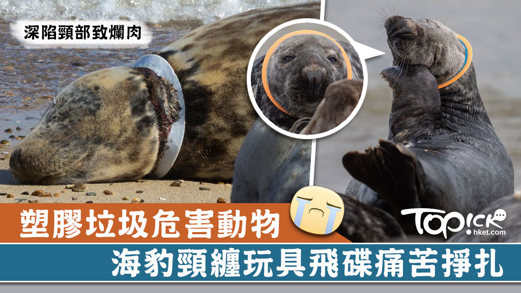 海豹頸纏玩具飛碟掙脫不到致受傷。