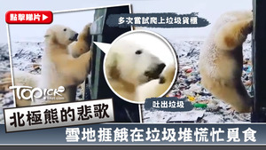 多隻北極熊在雪地中捱餓，無奈於垃圾堆覓食，其中一隻更嘗試爬上垃圾貨櫃，可惜未見成功，畫面令人痛心。