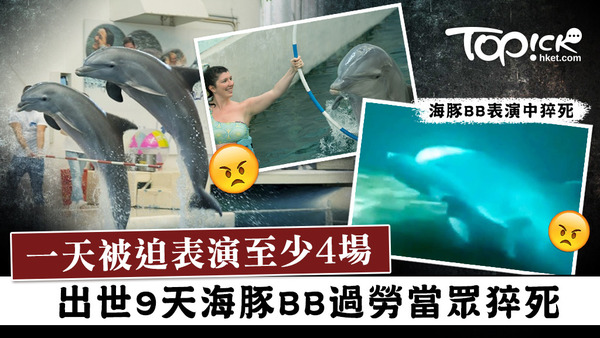 海豚BB出世9天過勞表演當眾猝死。