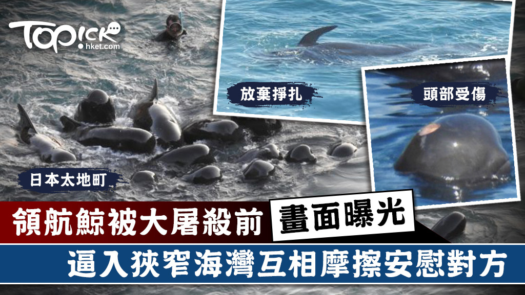 領航鯨被屠殺前畫面曝光。