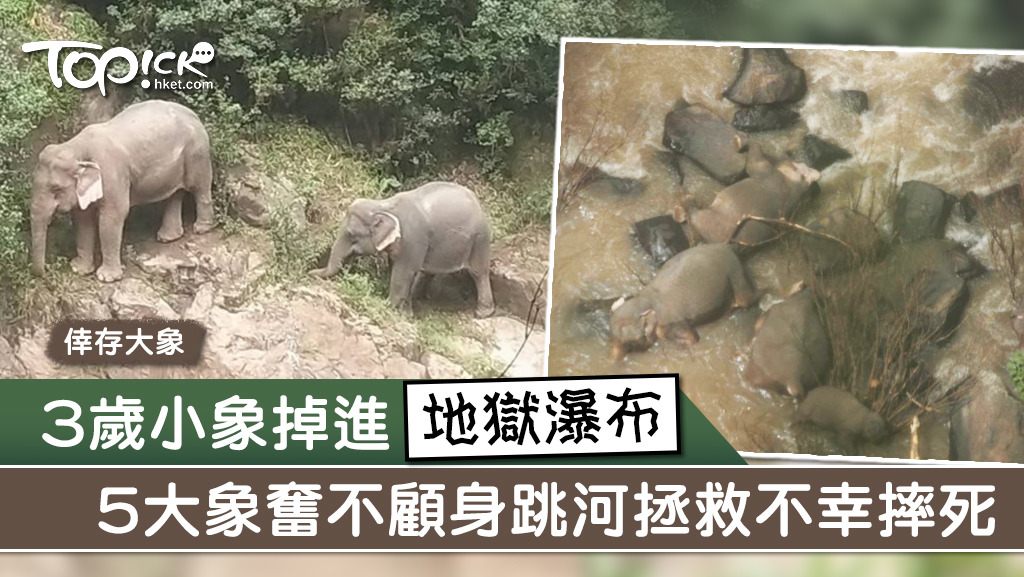 5隻大象為救小象而喪命。
