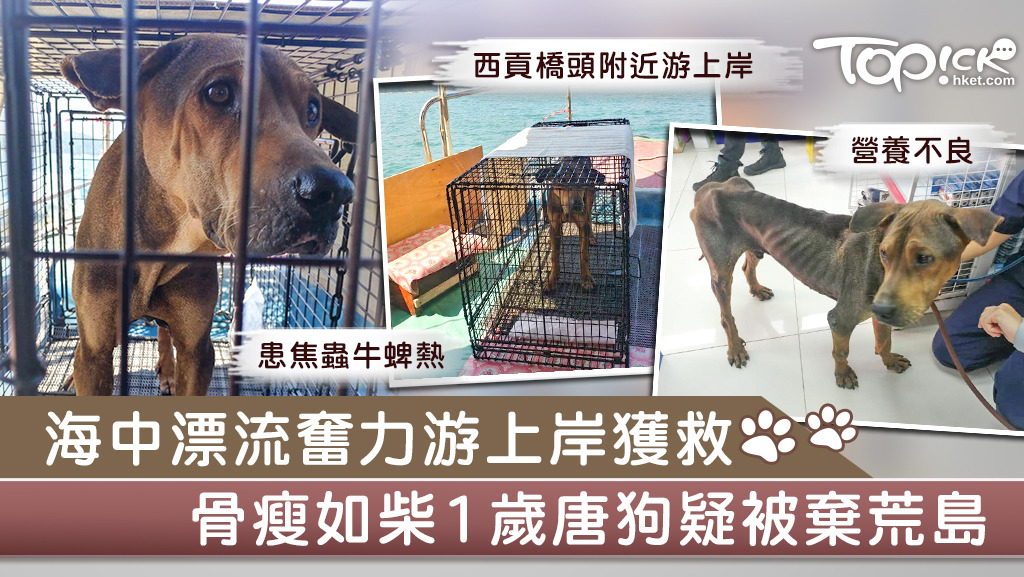 動物義工接獲求助，有隻受傷瘦弱唐狗從海中游上岸。