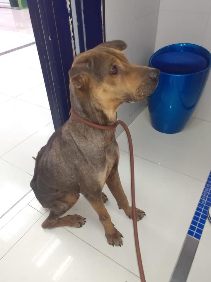 Phelps乖巧懂得聽從指令坐下，估計之前是有主人飼養。（圖片提供︰毛孩守護者）