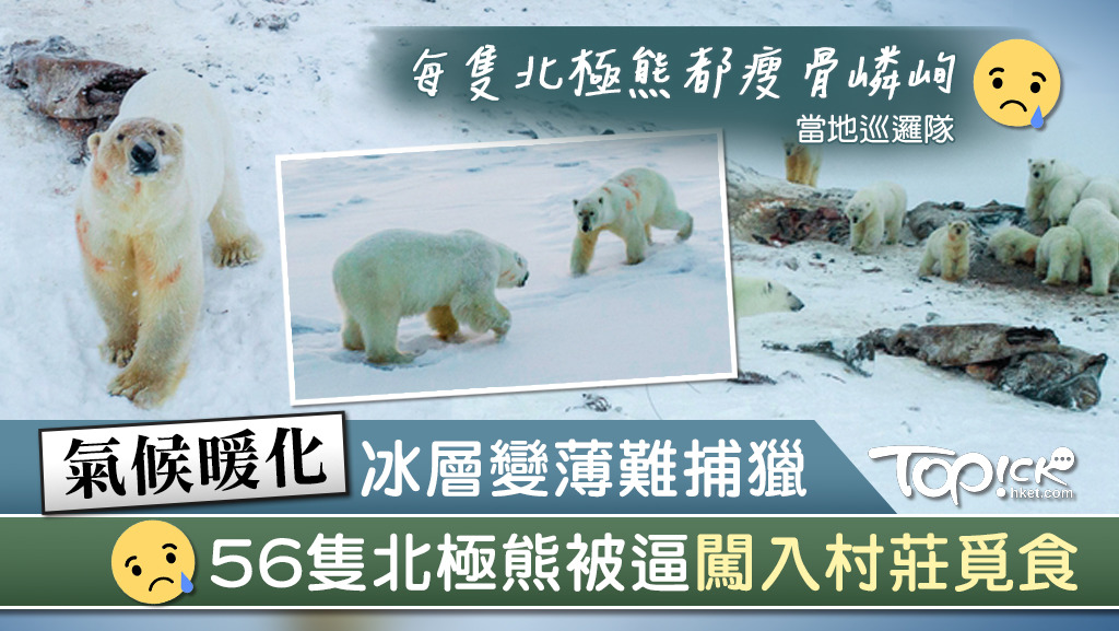 至少56隻北極熊近日聚集在俄羅斯北端的村莊羅開比（Ryrkaipy）附近覓食，村民憂慮遭襲撃。