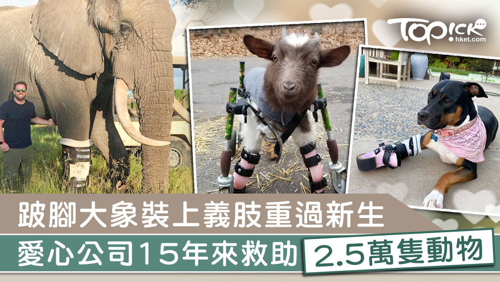 跛腳大象裝義肢重過新生，愛心公司15年義助2.5萬傷殘動物。
