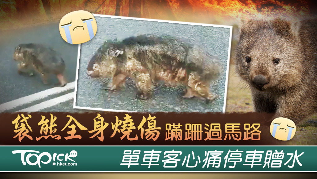 當地一名單車客在騎車時，意外見到一隻已被燒傷的袋熊正在過馬路，他心碎地停下車來，拿出自己的水樽餵牠喝水。