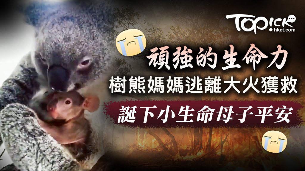 樹熊媽媽從澳洲大火中獲救後誕下小樹熊，母子平安！
