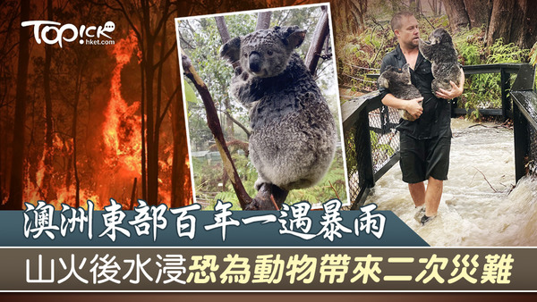 職員將受困的樹熊救出。（圖片來源：法新社）