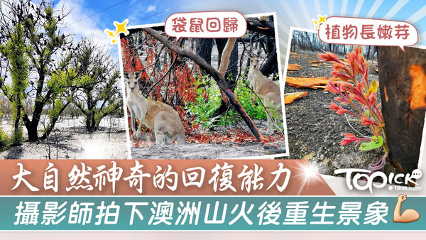 攝影師拍下澳洲山火後重生景象，展現大自然神奇的回復能力。