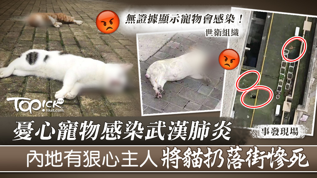 內地有民眾疑誤信「寵物會感染武漢肺炎」的謠言，直接把自己的愛貓及愛犬從高樓扔下。