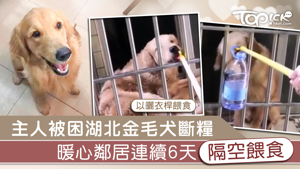 廣州一隻金毛尋回犬的主人被隔離，未能回家，狗狗獨自被困家中，多日斷水斷糧，幸得鄰居徐小姐發現，連續6天隔空以曬衣桿餵食。