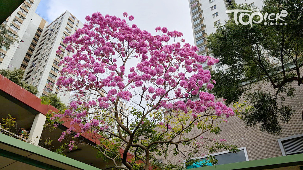 這棵紅花風鈴木，尚未完全盛放。（攝影︰Hossain Fahim）