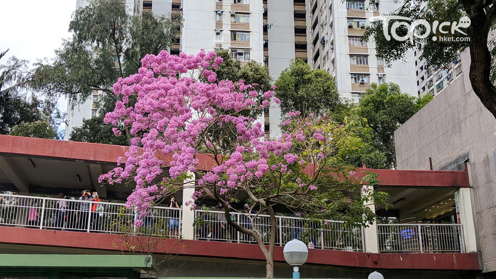 粉嶺中心旁的紅花風鈴木開得正盛，不少路人駐足拍照。（攝影︰Hossain Fahim）
