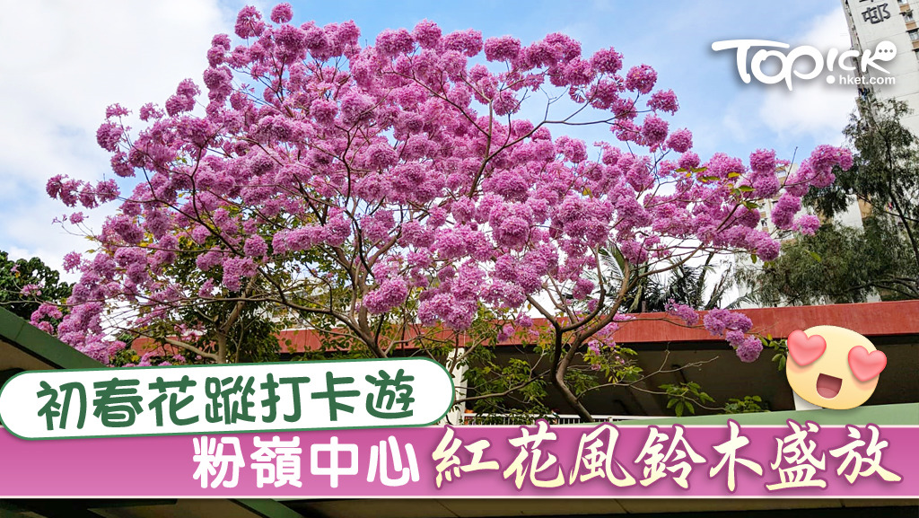 粉嶺中心3棵紅花風鈴木盛放。