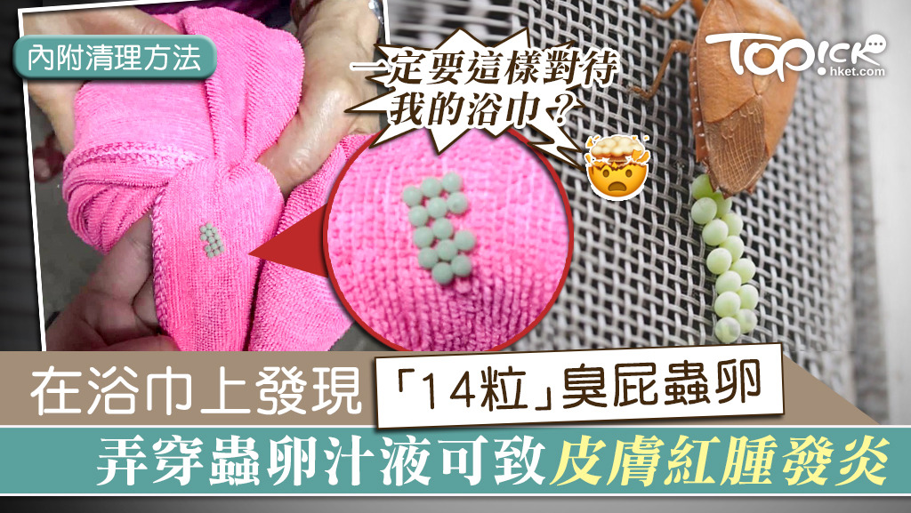 如發現臭屁蟲卵，最好不要用手直接觸碰，弄穿蟲卵汁液可致皮膚紅腫發炎。