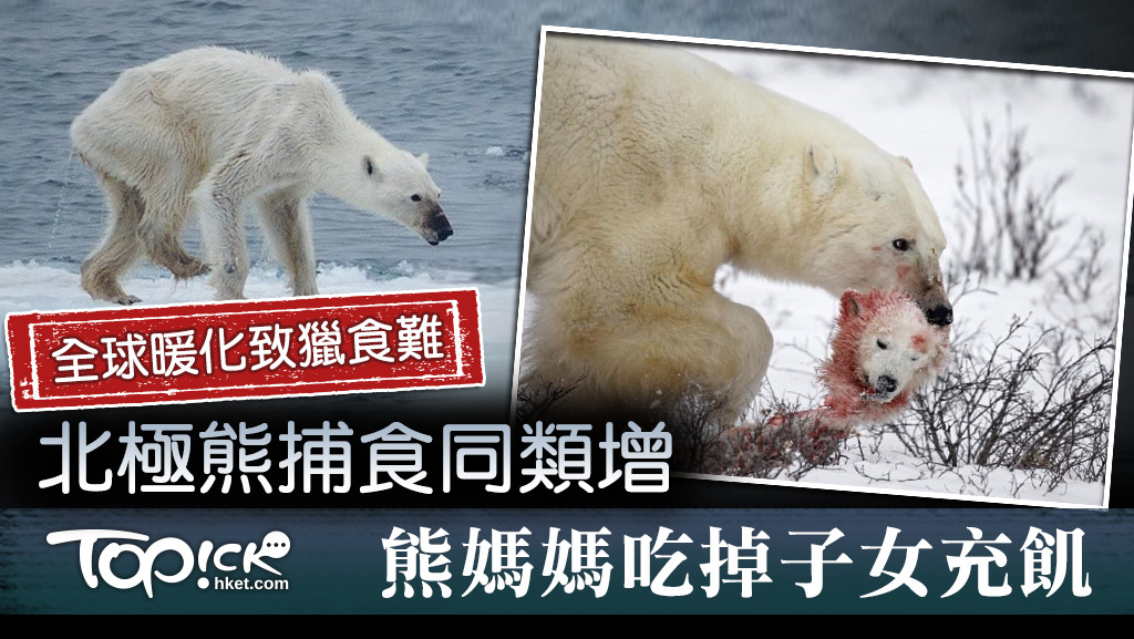 全球暖化令北極熊狩獵難，捕食同類情況大增。