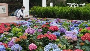 九龍公園，繡球花在兒童遊樂場入口下的一帶花圃。（攝影︰馮柏偉）