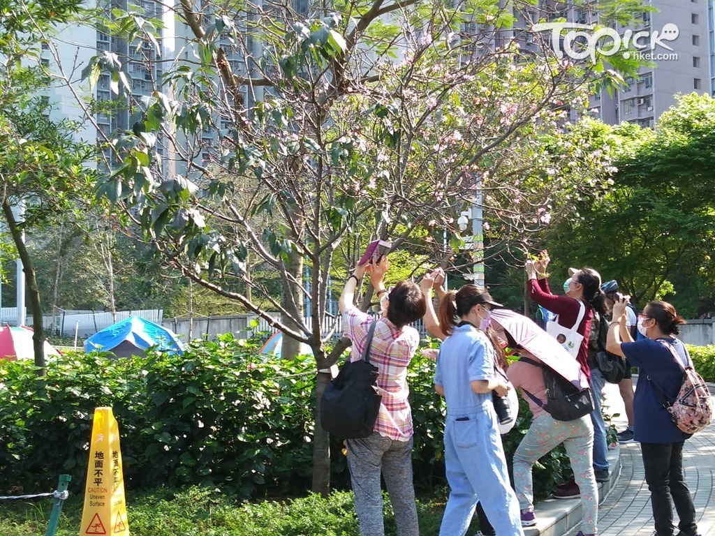 周日大家都湧到這兩棵鐘花櫻桃的櫻花樹前，排隊打卡。（何小雲攝）