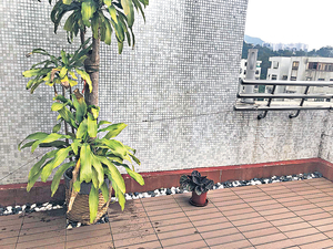 杏花邨頂層複式戶 擁私家花園