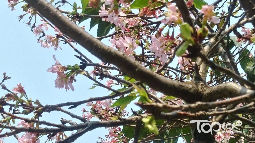 看到這櫻花盛放的景象，會否想起東京呢？（何小雲攝）