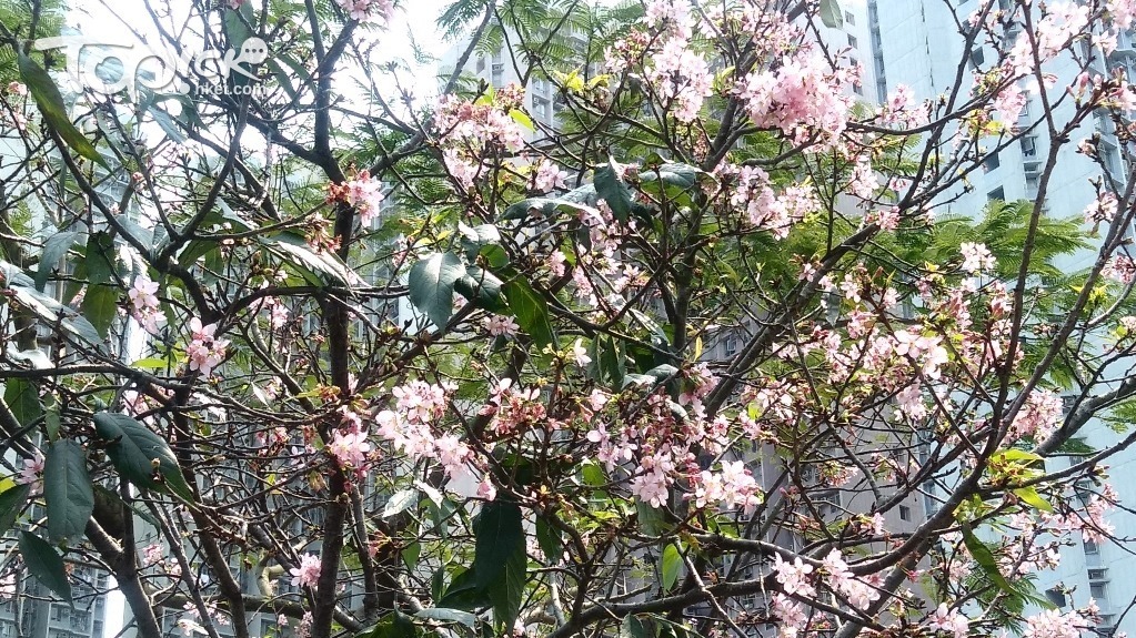 這盛開的鐘花櫻桃，因為樹葉太過茂盛，遠看就一般，但開了數周櫻花仍然那麼燦爛。（何小雲攝）