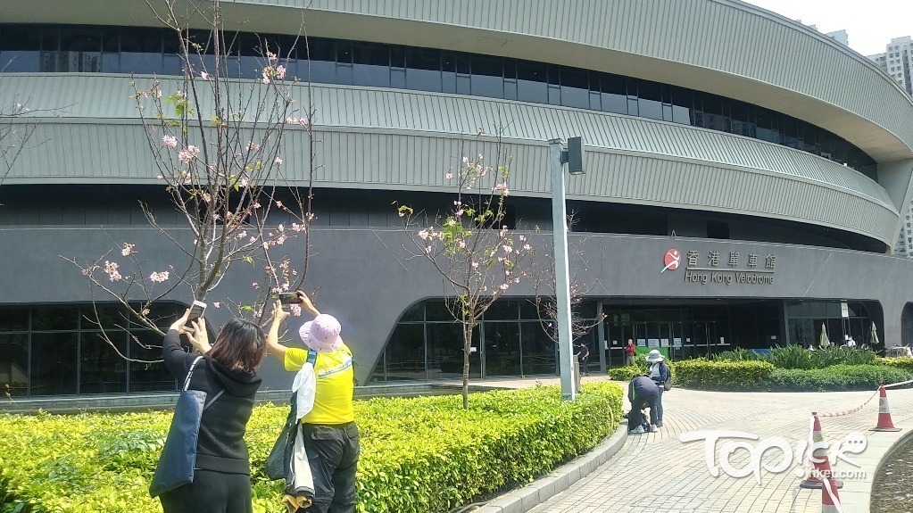 單車館公園旁的富士櫻，成為大家的打卡對象。（何小雲攝）