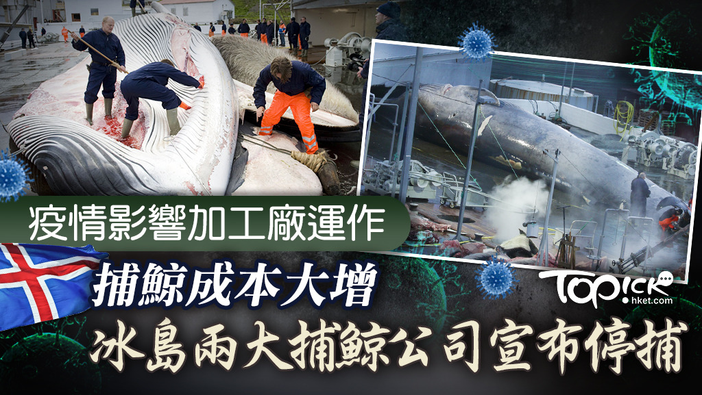 受到冰島的鯨魚肉加工廠因疫情難以運作等因素影響，當地最後兩家大型的捕鯨公司宣布停止在今年夏天展開捕鯨作業。